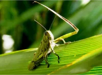 A Diferença Entre Opinião e Conhecimento: O Desafio do Pensamento Crítico