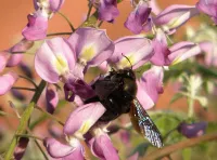 Contos Populares Portugueses: 3 Lendas Fundamentais para Conhecer a Tradição Oral