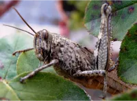 A Literatura Urbana de Mia Couto: Contos que Ligam Moçambique a Lisboa